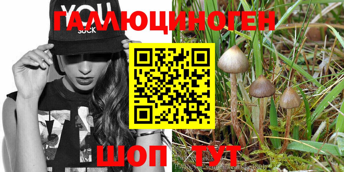 Псилоцибиновые грибы Psilocybine cubensis Морозовск